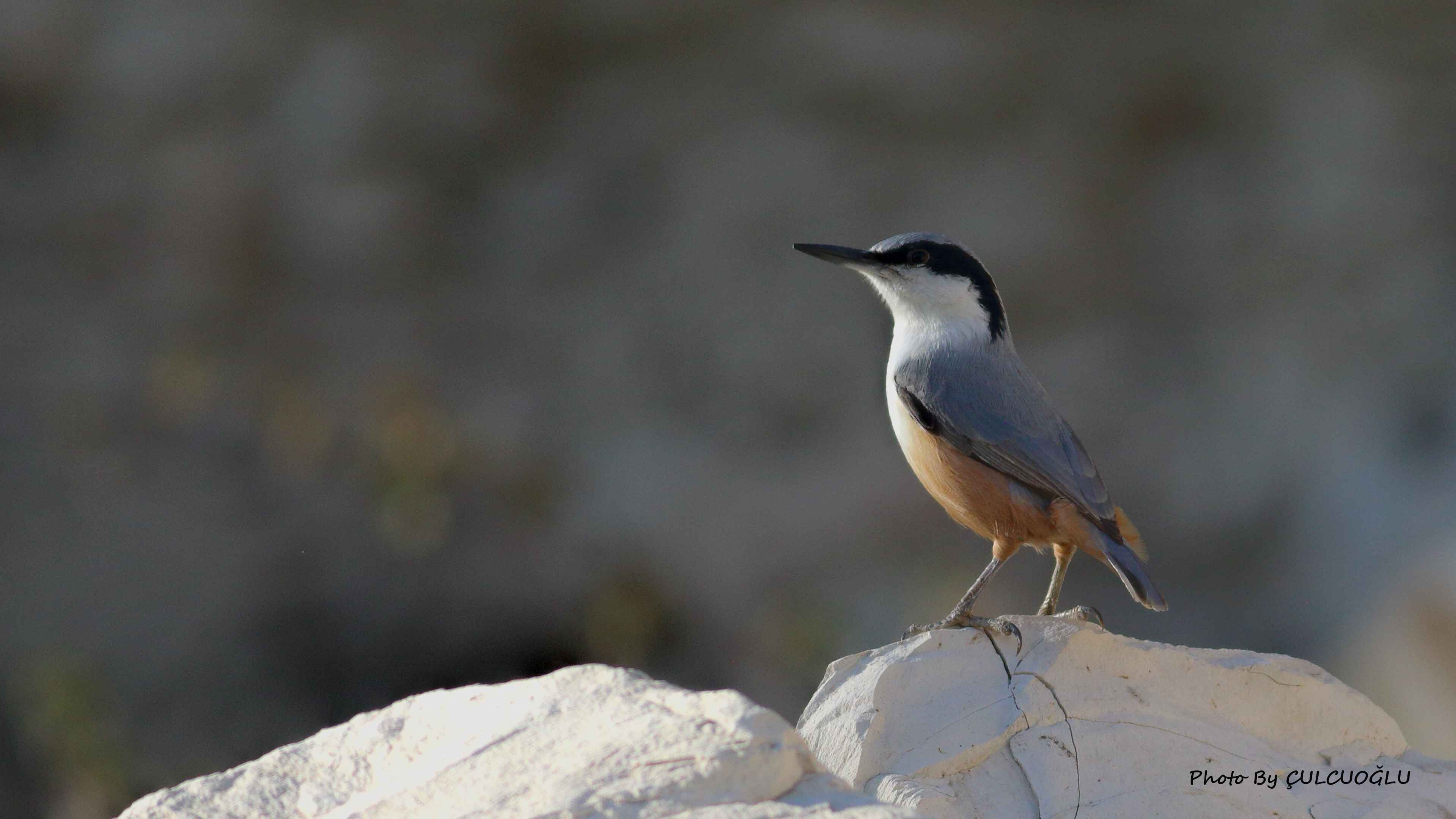 Eastern Rock Nuthatch